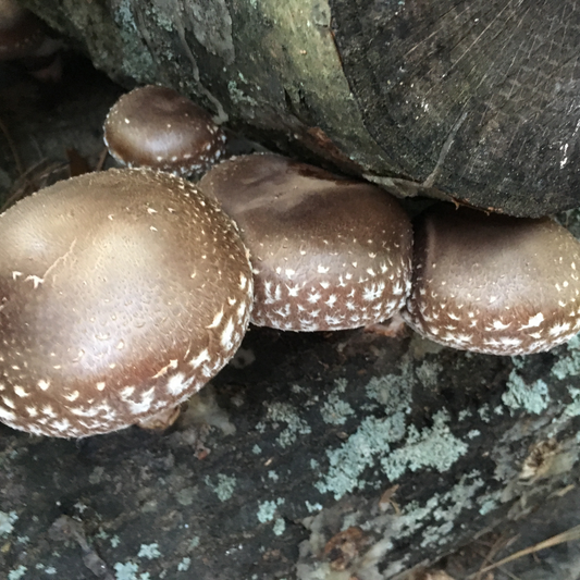 Fantastic Fungi | Så här kom vår tinktur till | Chaga, Lions Mane och Shittake