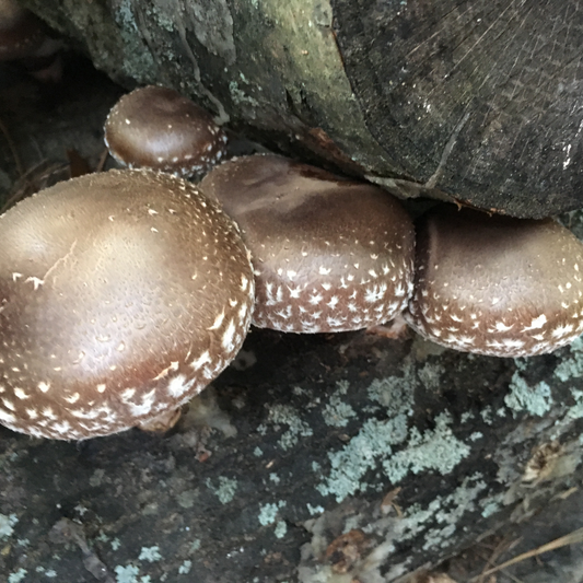 Fantastic Fungi  | Så här kom vår tinktur till | Chaga, Lions Mane och Shittake