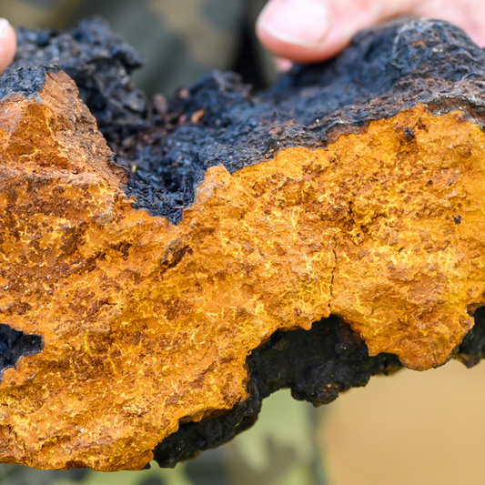Hur mycket antioxidanter? ORAC-listan, Chaga och blåbär
