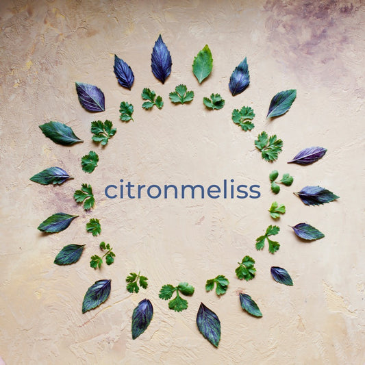 Citronmeliss Melissa officinalis en ört som du kan ta som te eller tinktur