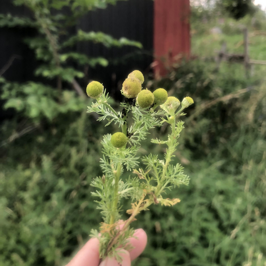 Gatukamomill  |  Gör din egen olja  |  Naturlig hudvård
