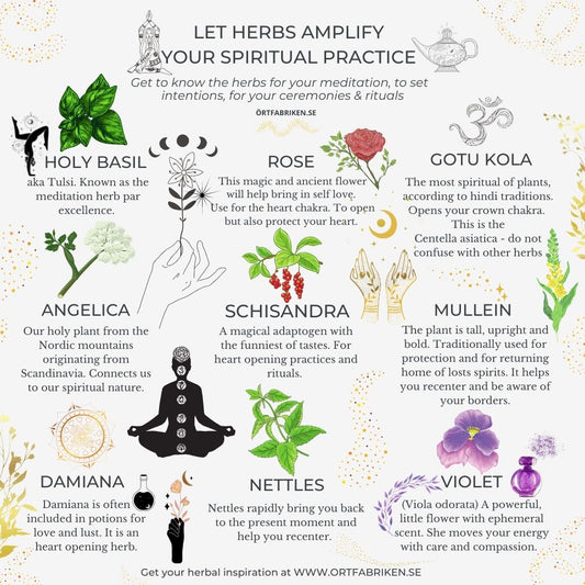 Örter för meditation och andlig utveckling. Gotu Kola, Tulsi, Schisandra, ros, fjällkvanne, kungsljus, mm.