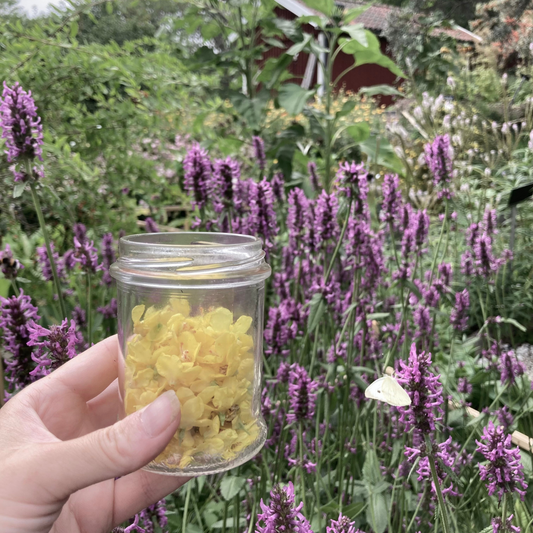 Olja för ljus och sol | Recept | Kungsljus