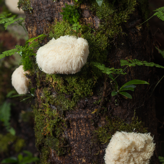 Har du också hört mer och mer om Lions Mane (Hericium erinaceus)? Den heter Igelkottstaggsvamp på svenska och tillhör Nootropics sverige, vilket ger stöd åt hjärnan