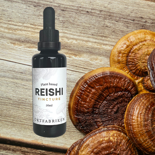 Reishi svamp mushroom fungus Immortality mushroom tinktur örter