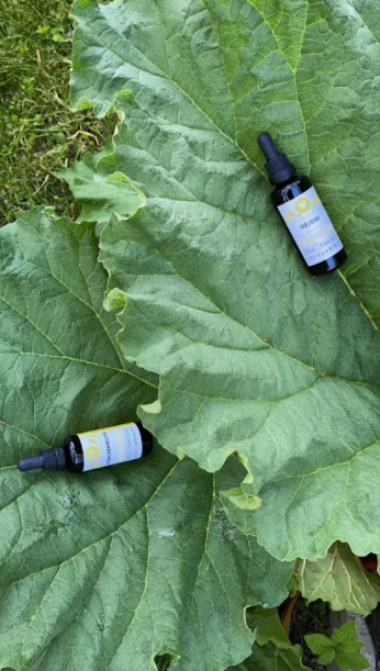 Humle tinktur humlekottar Humulus lupulus sömn sleep örter