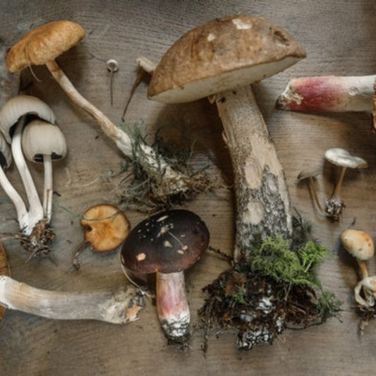 Chaga, Maitake, Shiitake, Reishi, Lion's Mane - vilken medicinalsvamp är din favorit?