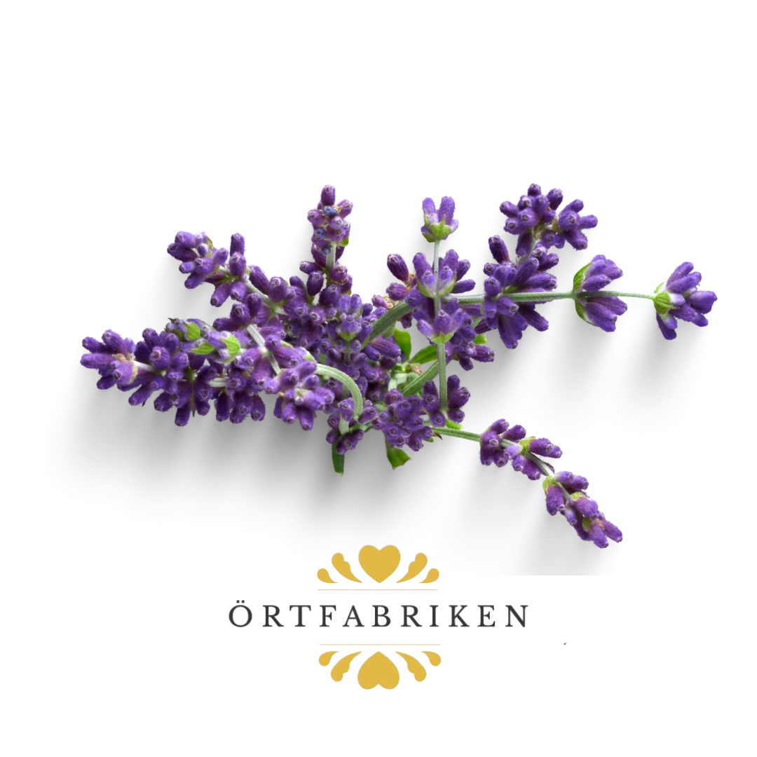 Lavendel Eterisk olja