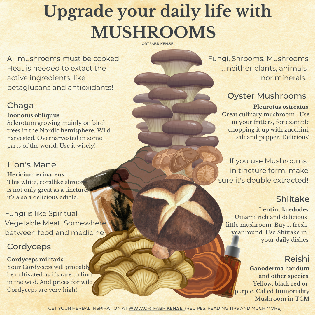 Trio i svampar | Lion's Mane, Chaga och Reishi