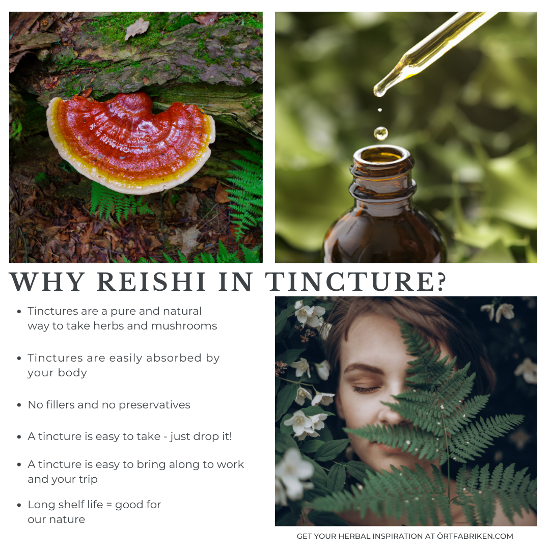 Reishi tinktur