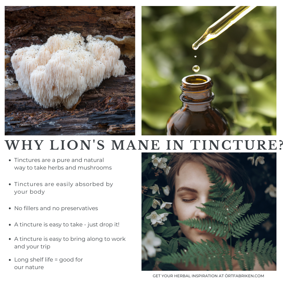 Lion's Mane Tinktur