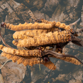 Cordyceps Mushroom | Fungus  | Last of Us