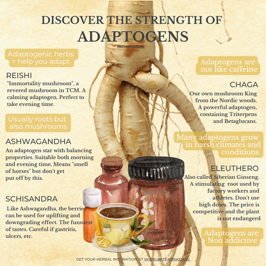 Adaptogena örter och svampar | Chaga | Ashwagandha