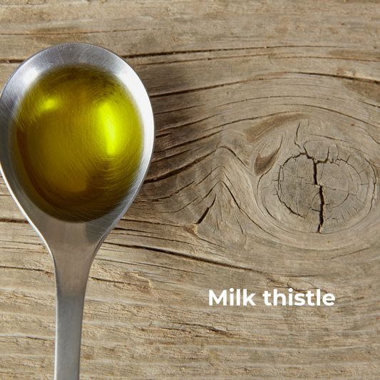 Mjölktisteln (Silybum marianum)