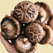 Shiitake | En näringsrik svamp | Recept