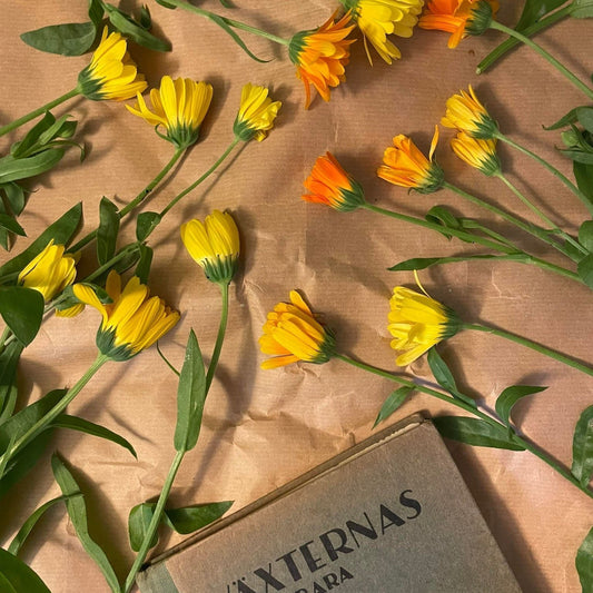 Gör din egen ringblomsolja  | Calendula oil | ringblomsolja diy