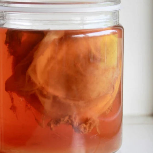 Fermentering kimchi kombucha surkål örter läkeväxter goda tarmbakterier