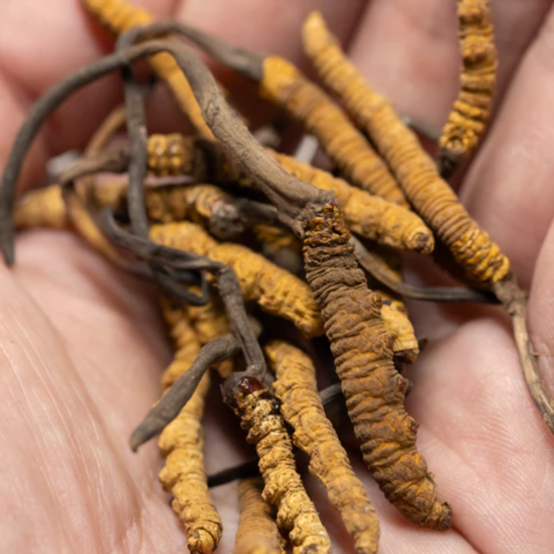 Cordyceps Tinktur