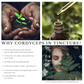 Cordyceps Tincture 
