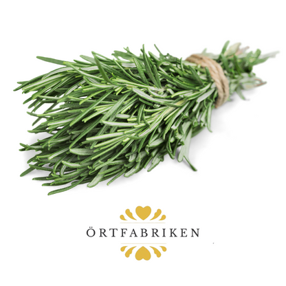 Rosmarin Eterisk olja