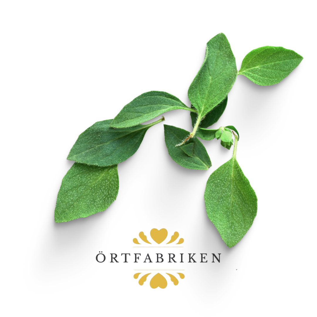 Oregano Eterisk olja