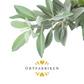 Salvia Eterisk olja