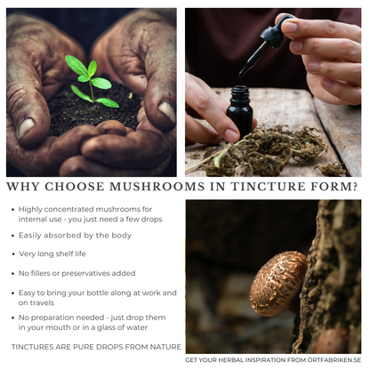 Fantastic Fungi Tinktur